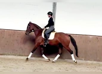 Koń hanowerski, Klacz, 4 lat, 165 cm, Gniada