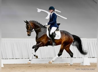 Koń hanowerski, Klacz, 4 lat, 165 cm, Gniada