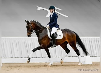 Koń hanowerski, Klacz, 4 lat, 165 cm, Gniada