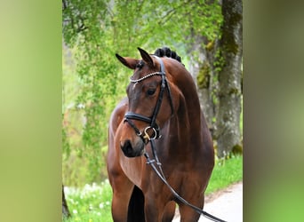 Koń hanowerski, Klacz, 4 lat, 165 cm, Gniada