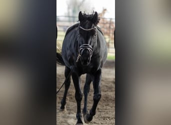 Koń hanowerski, Klacz, 4 lat, 165 cm, Kara