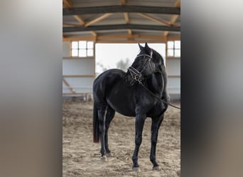 Koń hanowerski, Klacz, 4 lat, 165 cm, Kara
