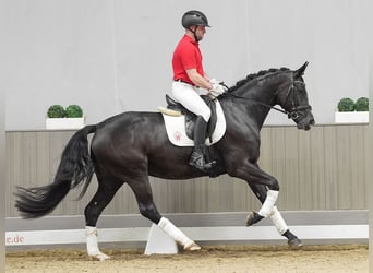 Koń hanowerski, Klacz, 4 lat, 165 cm, Kara