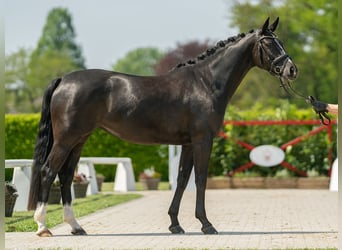 Koń hanowerski, Klacz, 4 lat, 165 cm, Kara