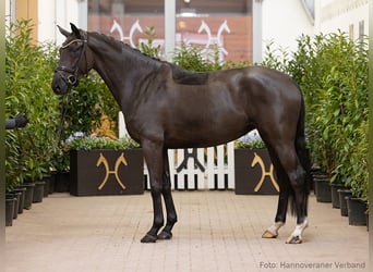 Koń hanowerski, Klacz, 4 lat, 165 cm, Kara