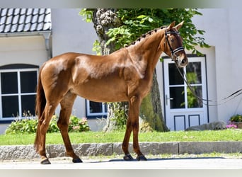 Koń hanowerski, Klacz, 4 lat, 165 cm, Kasztanowata