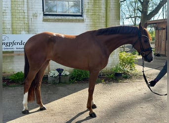 Koń hanowerski, Klacz, 4 lat, 165 cm, Kasztanowata