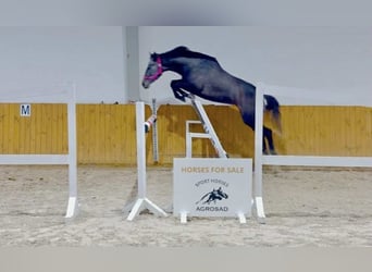 Koń hanowerski, Klacz, 4 lat, 165 cm, Siwa