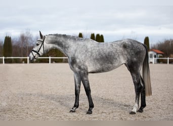 Koń hanowerski, Klacz, 4 lat, 165 cm, Siwa