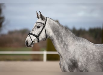 Koń hanowerski, Klacz, 4 lat, 165 cm, Siwa