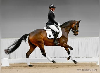 Koń hanowerski, Klacz, 4 lat, 165 cm, Siwa