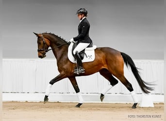 Koń hanowerski, Klacz, 4 lat, 165 cm, Siwa