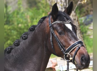 Koń hanowerski, Klacz, 4 lat, 165 cm, Skarogniada