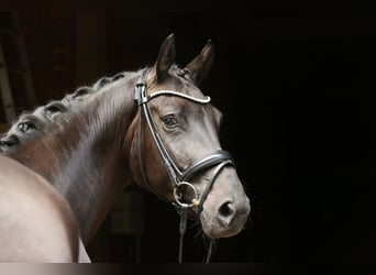 Koń hanowerski, Klacz, 4 lat, 165 cm, Skarogniada