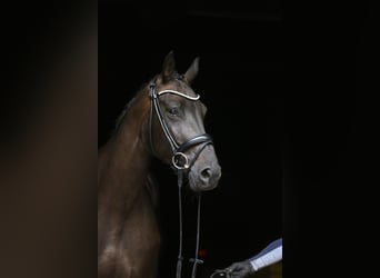 Koń hanowerski, Klacz, 4 lat, 165 cm, Skarogniada