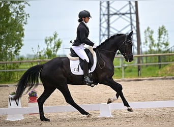 Koń hanowerski, Klacz, 4 lat, 165 cm, Skarogniada