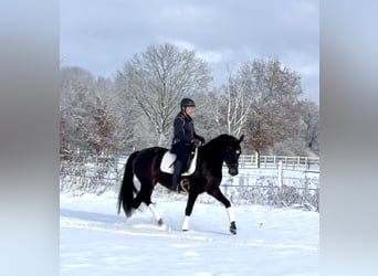 Koń hanowerski, Klacz, 4 lat, 165 cm, Skarogniada