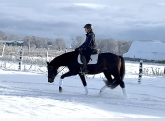 Koń hanowerski, Klacz, 4 lat, 165 cm, Skarogniada
