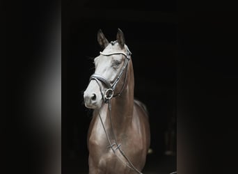 Koń hanowerski, Klacz, 4 lat, 165 cm, Skarogniada