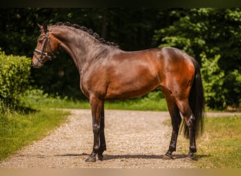Koń hanowerski, Klacz, 4 lat, 166 cm, Ciemnogniada
