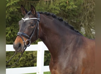 Koń hanowerski, Klacz, 4 lat, 166 cm, Ciemnogniada