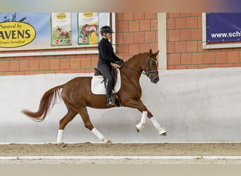 Koń hanowerski, Klacz, 4 lat, 166 cm, Ciemnokasztanowata