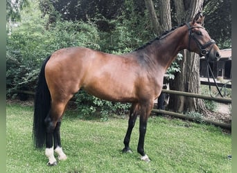 Koń hanowerski, Klacz, 4 lat, 166 cm, Gniada
