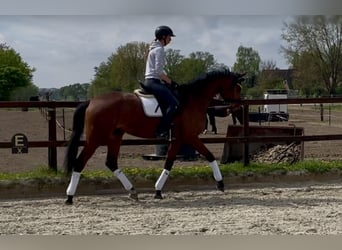 Koń hanowerski, Klacz, 4 lat, 166 cm, Gniada