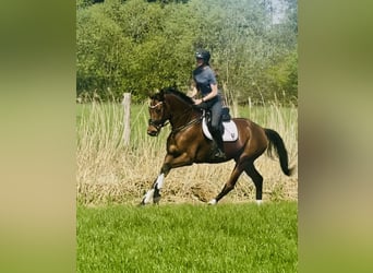 Koń hanowerski, Klacz, 4 lat, 166 cm, Gniada