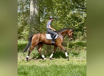 Koń hanowerski, Klacz, 4 lat, 166 cm, Gniada