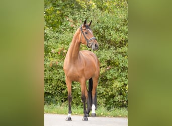 Koń hanowerski, Klacz, 4 lat, 166 cm, Gniada