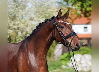 Koń hanowerski, Klacz, 4 lat, 166 cm, Gniada