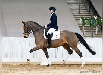 Koń hanowerski, Klacz, 4 lat, 166 cm, Gniada