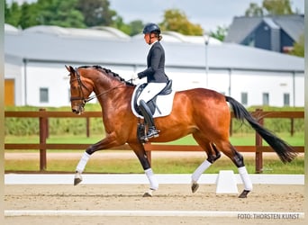 Koń hanowerski, Klacz, 4 lat, 166 cm, Gniada