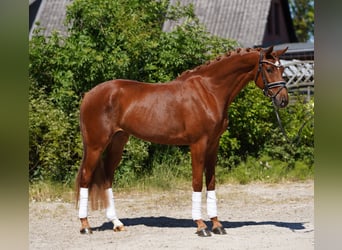 Koń hanowerski, Klacz, 4 lat, 166 cm, Kasztanowata