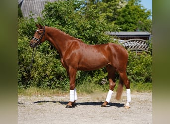Koń hanowerski, Klacz, 4 lat, 166 cm, Kasztanowata