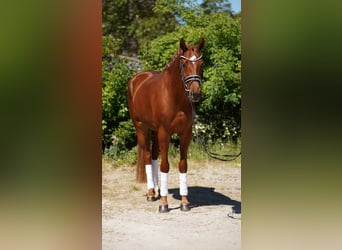 Koń hanowerski, Klacz, 4 lat, 166 cm, Kasztanowata