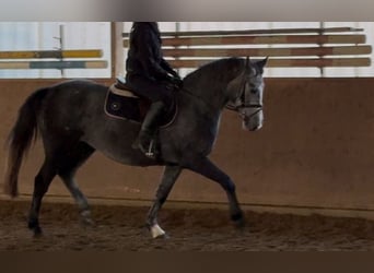 Koń hanowerski, Klacz, 4 lat, 166 cm, Siwa