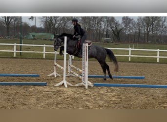 Koń hanowerski, Klacz, 4 lat, 166 cm, Siwa