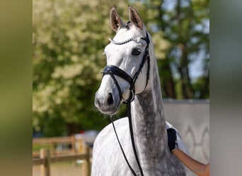 Koń hanowerski, Klacz, 4 lat, 166 cm, Siwa