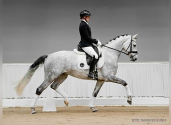 Koń hanowerski, Klacz, 4 lat, 166 cm, Siwa