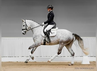 Koń hanowerski, Klacz, 4 lat, 166 cm, Siwa