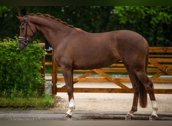 Koń hanowerski, Klacz, 4 lat, 167 cm, Ciemnokasztanowata