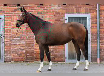 Koń hanowerski, Klacz, 4 lat, 167 cm, Gniada