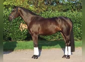 Koń hanowerski, Klacz, 4 lat, 167 cm, Gniada