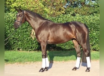 Koń hanowerski, Klacz, 4 lat, 167 cm, Gniada