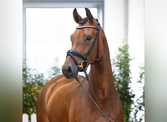 Koń hanowerski, Klacz, 4 lat, 167 cm, Gniada