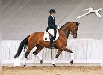 Koń hanowerski, Klacz, 4 lat, 167 cm, Gniada