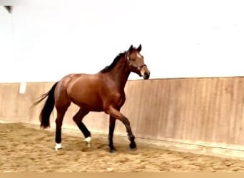 Koń hanowerski, Klacz, 4 lat, 167 cm, Gniada