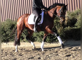 Koń hanowerski, Klacz, 4 lat, 167 cm, Gniada